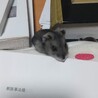 きょうし