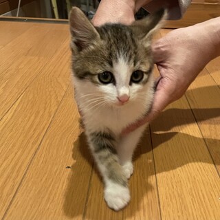 子猫の里親さんになってくれる方を募集します！！