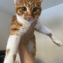 雑種、茶トラ7ヶ月位のメス猫ちゃんです