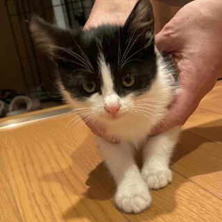 子猫の里親さんになってくれる方を募集します！！