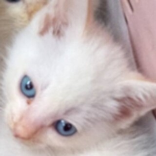 ハーフ を含む保護猫の里親募集情報 ペットのおうち 月間利用者150万人