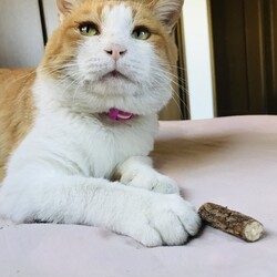 またたび枝の購入