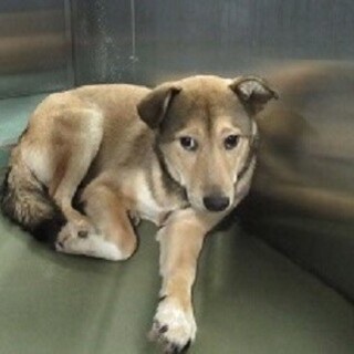 里親決定！保健所収容：仮名・あやか♀