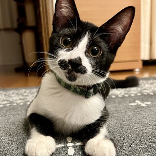 横浜の保護猫【生後4ヶ月☆ひげ猫サンド】