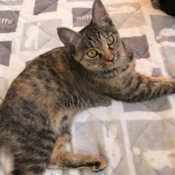 子猫だけの保護猫譲渡会 サムネイル2