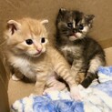 【つぶらな瞳】コロコロかわいい兄妹ペア