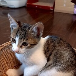 子猫だけの保護猫譲渡会 サムネイル3