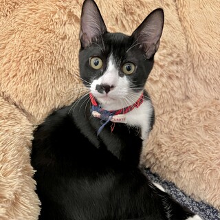 横浜の保護猫【生後4ヶ月☆ ひげ猫ライト】