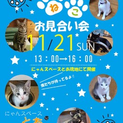 にゃんスペースとあ　ねこの譲渡会お見合い会