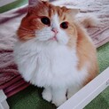 全身ふわふわもふもふスコティッシュの女の子！