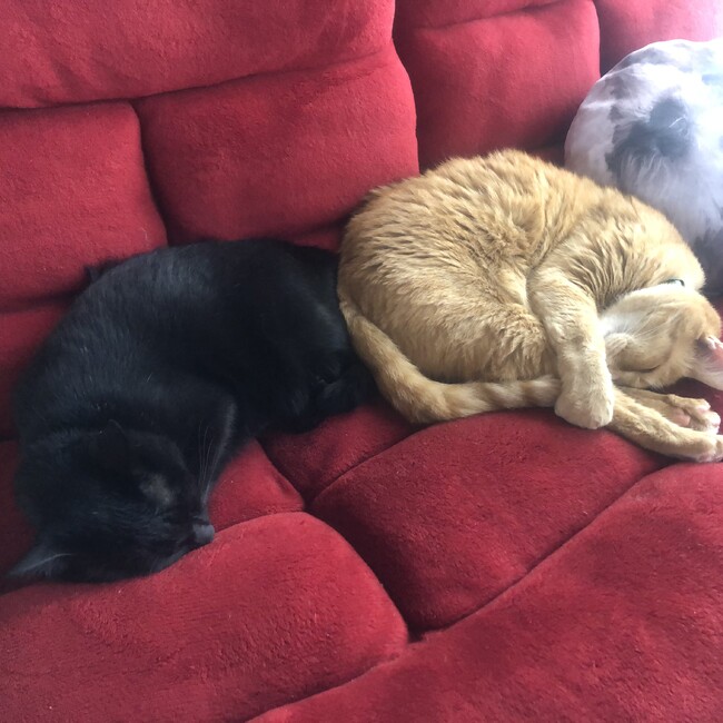 オリエンタルのカバー写真