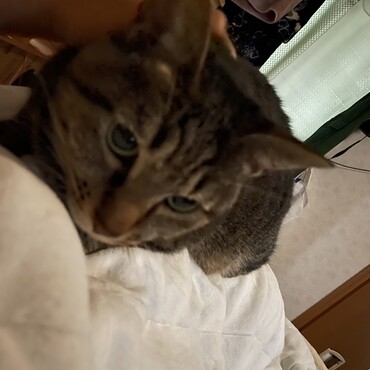 毎早朝 無表情で私の上でほふく前進…お陰で目が霞んで身体中が痛い(>_<)