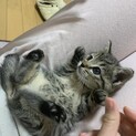 可愛いキジ子猫1ヶ月