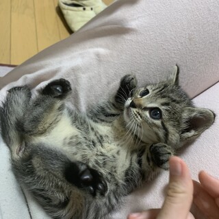 可愛いキジ子猫1ヶ月