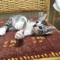 生後１ヶ月の美猫ちゃん、甘えるの大好きよ♪
