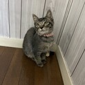 片脚なくても元気いっぱい★うかちゃん