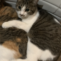 シャイなサバ白ちゃんです。