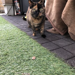 お外で暮らしています。チャチャちゃん♪