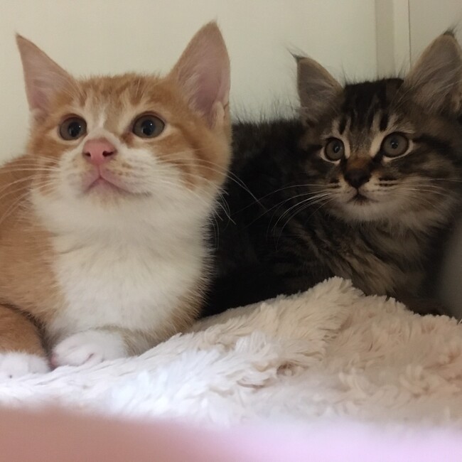 にゃんスペースとあのカバー写真