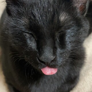 急募です…黒猫5ヶ月くらい