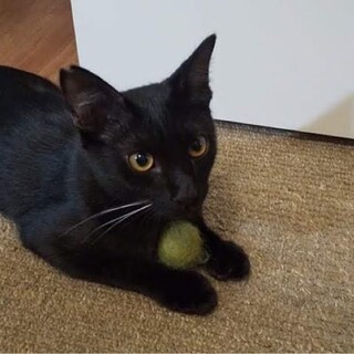 デレデレの甘えん坊さん【ブレニー】