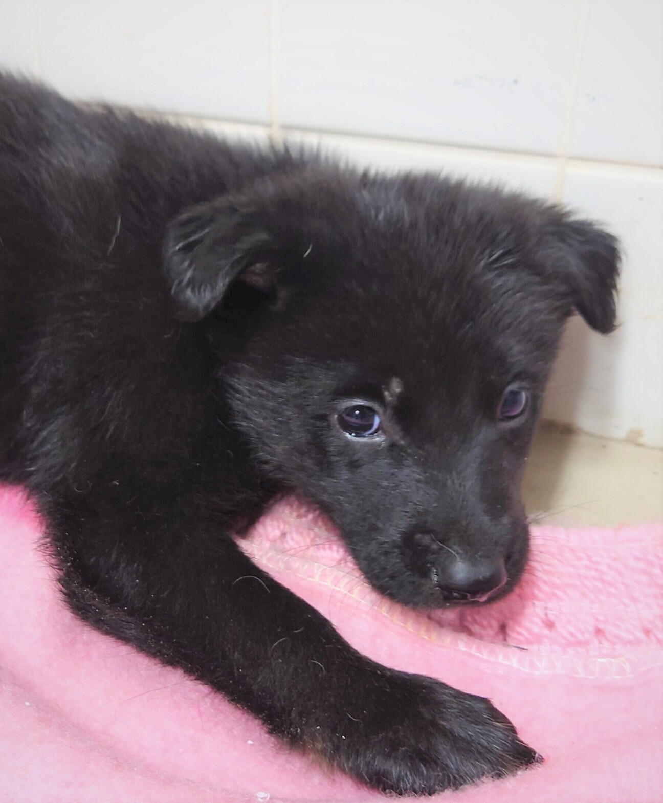 可愛い子犬 を家族に迎 山口県 犬の里親募集 3409 ペットのおうち 月間利用者150万人