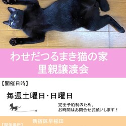 新宿de譲渡会 サムネイル2