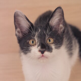 人の上に乗ってくるマイペースな黒白猫【凪】