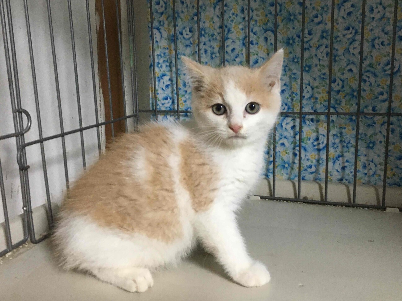 マンチカン クリームの毛 愛知県 猫の里親募集 3430 ペットのおうち 月間利用者150万人 マンチカン クリームの毛 愛知県 猫の里親募集 3430 ペットのおうち 月間利用者150万人