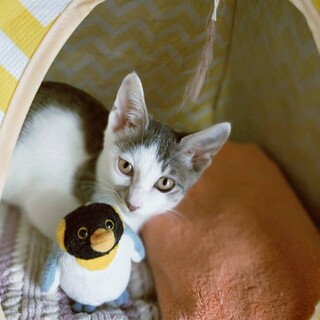 慎重で穏やかな女の子薄キジ白ミックス⭐︎ロコン