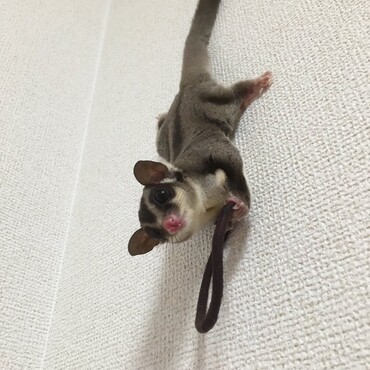 もも　2015/1/25