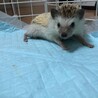 うにまる