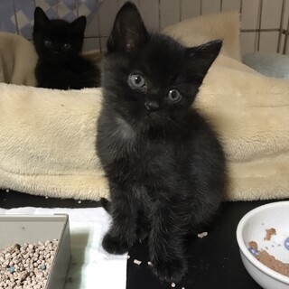 黒子猫（メス〕生後約６週