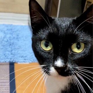 保護してくれた方の家族になりました⭐︎