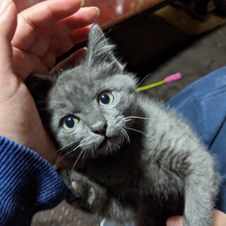 急募