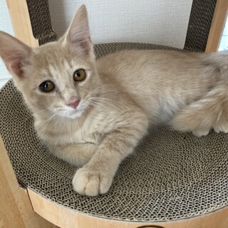 とっても甘えん坊♡クリーム色の茶トラくん