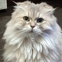 【茶々丸子】おかげさまで里親様が決まりました！