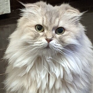 【茶々丸子】おかげさまで里親様が決まりました！