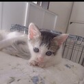 超可愛い人懐れ抜群美形な男の子猫2ヶ月