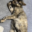【急募】キジ猫里親募集
