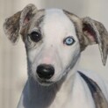 ウィペット　生後5ヶ月　♂募集締め切ります