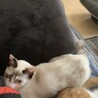 子猫の里親募集 サムネイル2