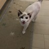 子猫の里親募集 サムネイル3
