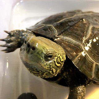 クサガメを飼ってくれる方募集中です！！