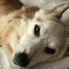 やほ虫