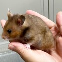 ゴールデンハムスター