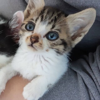 ありがとうございました