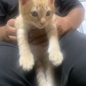 子猫を保護しました。人懐っこいです。