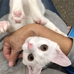 保護犬猫の譲渡会 in せとうちドッグパーク