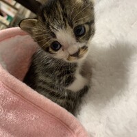 松田キティ